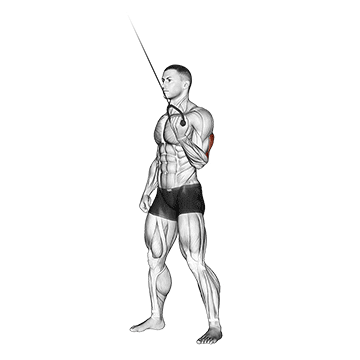 cable standing one arm triceps extension demonstration