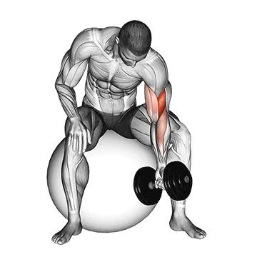 dumbbell one arm concetration curl (on stability ball) demonstration