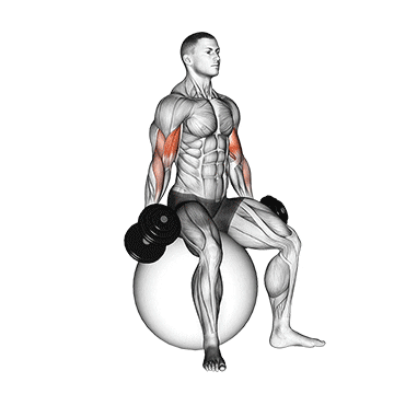 dumbbell seated biceps curl (on stability ball) demonstration