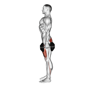 dumbbell squat demonstration