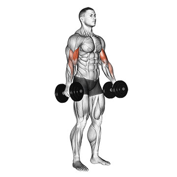 dumbbell standing biceps curl demonstration
