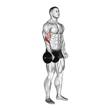 dumbbell standing one arm reverse curl demonstration