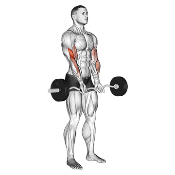 ez barbell close-grip curl
