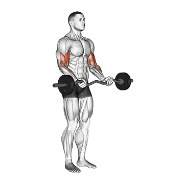 ez barbell curl