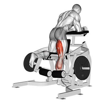 lever kneeling leg curl 
