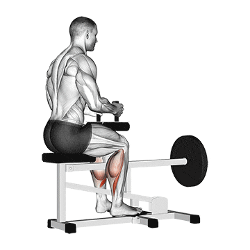 lever seated calf raise 