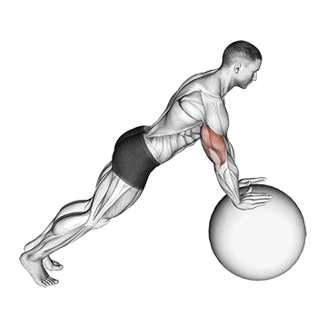 push-up (on stability ball)