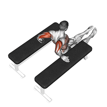 triceps dip (between benches) demonstration