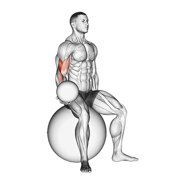 weighted seated bicep curl  (on stability ball)