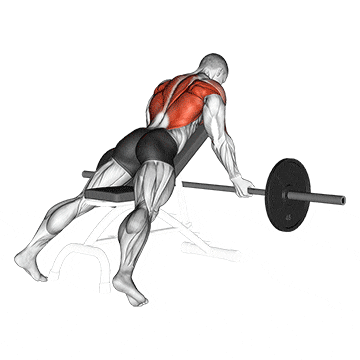barbell reverse grip incline bench row demonstration