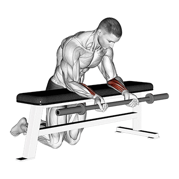 barbell palms up wrist curl over a bench demonstration