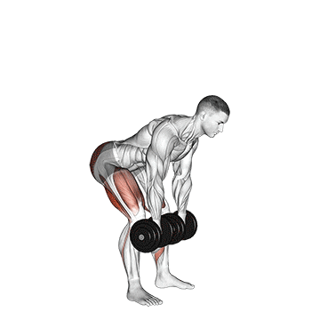dumbbell romanian deadlift demonstration