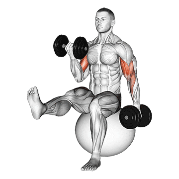 dumbbell alternating bicep curl with leg raised on exercise ball demonstration
