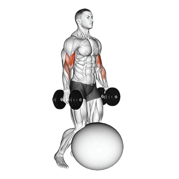 dumbbell kneeling bicep curl exercise ball demonstration