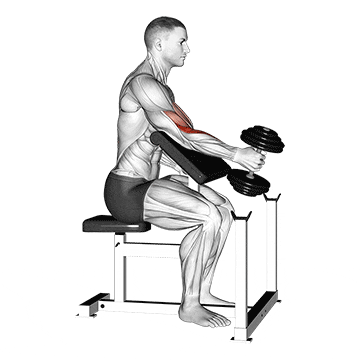 dumbbell one arm hammer preacher curl demonstration