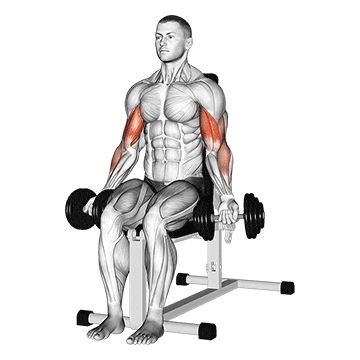 dumbbell seated bicep curl demonstration
