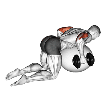 dumbbell kickbacks on exercise ball demonstration