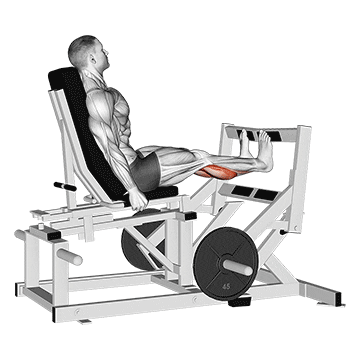 lever calf press  demonstration