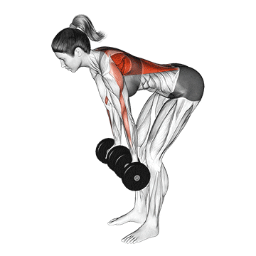 dumbbell reverse grip row (female) demonstration