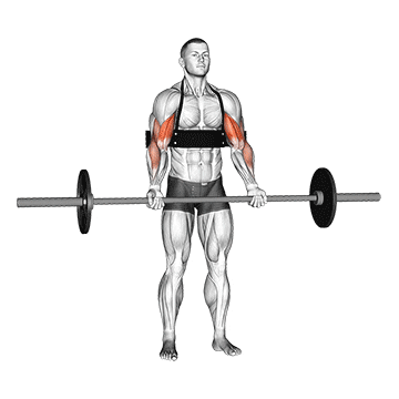barbell biceps curl (with arm blaster) demonstration