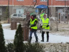 В Череповце собаки загадили популярное место отдыха