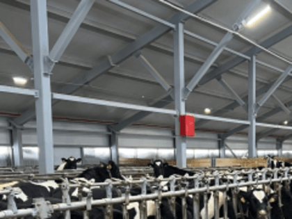 Почти 317 тысяч тонн молока произвели хозяйства региона всех категорий в первом полугодии