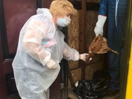 Жителям Череповецкого района, у которых изъяли куриц, могут продать новых