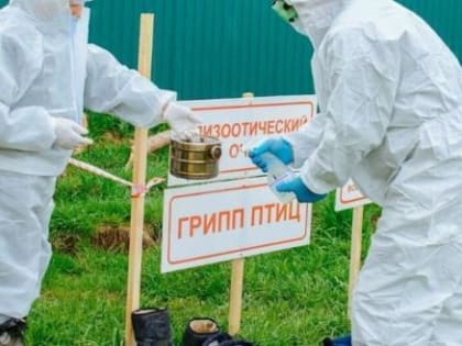 На птицефабрике под Череповцом выявлен очаг высокопатогенного птичьего гриппа