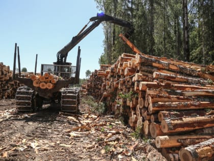 Новые меры поддержки лесопромышленников