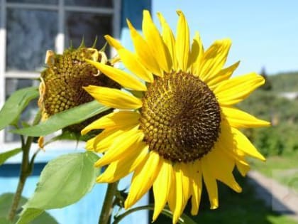 Аренда загородных домов в России выросла за год