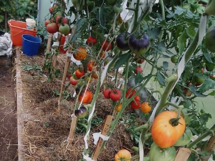 Центры активного долголетия помогают пожилым людям