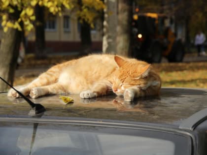 В Череповец придет бабье лето