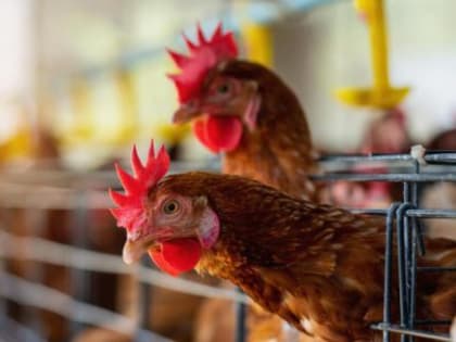 Понять петухов теперь возможно с помощью искусственного интеллекта