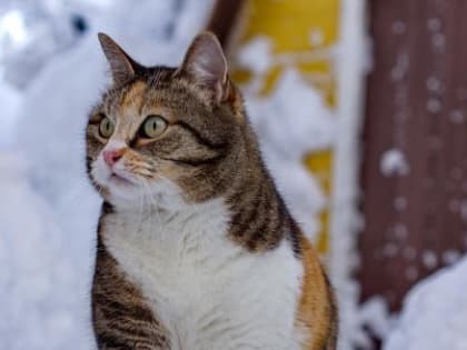 В выходные вологжане простятся с мартовской погодой