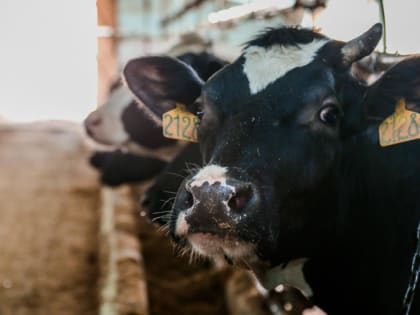 В области выделено более 10 млрд. руб. на сельхозпроекты