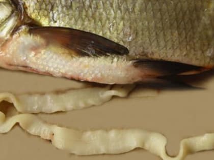 Мерзкие существа оккупировали организмы рыб, которых вологжане ловят и едят на обед и ужин