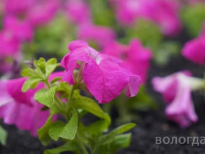 Более 140 тысяч цветов высадят в Вологде в этом году