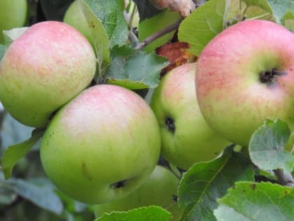 Яблочный спас