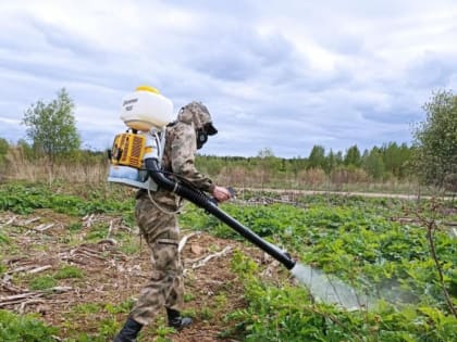 Идёт борьба с борщевиком