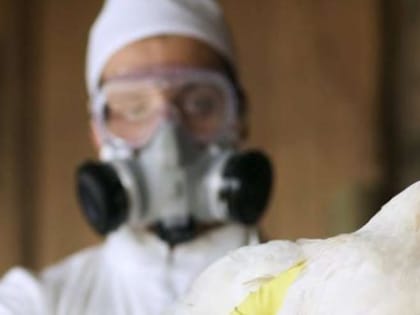Врачи выяснили, что птичий грипп может привести к летальному исходу