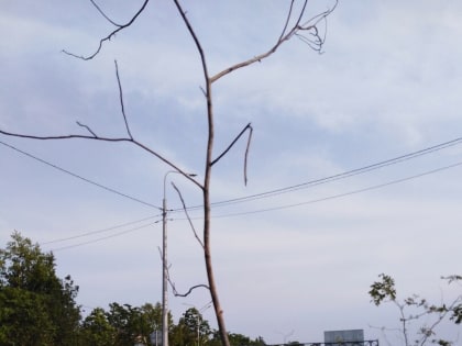 В Череповце умирают рябины, высаженные год назад на Архангельской улице