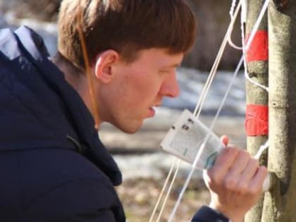 В Череповце на участке улицы Сталеваров выкопали деревья