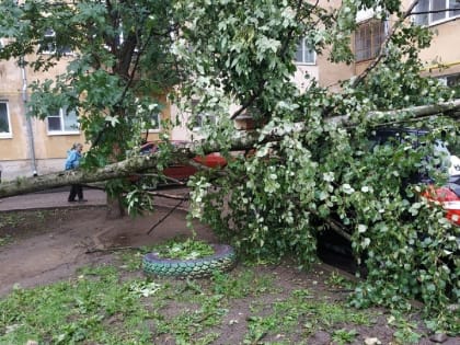 Недавно кронированное дерево упало на машину в Вологде