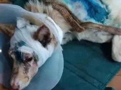 В Вологодской области живодер надругался над собакой Рекси и изрубил её топором