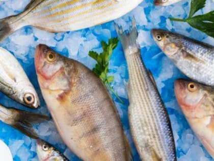 Рыбную продукцию из недружественных стран прекратят поставлять в Россию