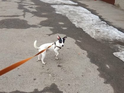 Череповчанин украл джек-рассел-терьера из любви к породе