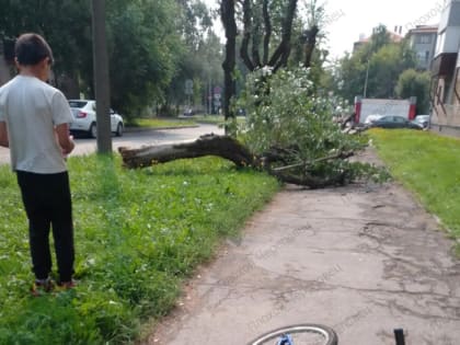 На Гагарина чуть не убило ребенка рухнувшим деревом