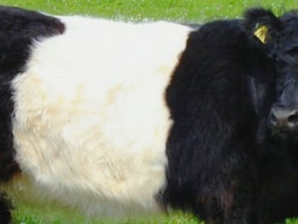Шотландские коровы пополнят вологодское поголовье КРС