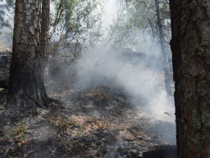 Лесопожарная обстановка в регионе  находится на особом контроле