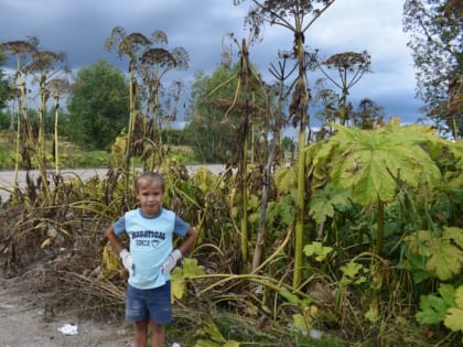 В Вологодской области стартовал областной конкурс  "Злой цветок Геракла "